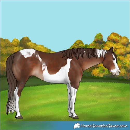 Horse Color:Liver Chestnut Splash Tobiano 