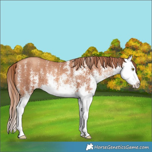 Horse Color:White Spotted Gold Champagne Splash 