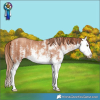 Horse Color:White Spotted Gold Champagne Splash