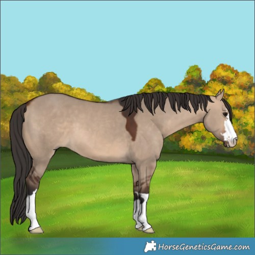 Horse Color:Bay Dun 