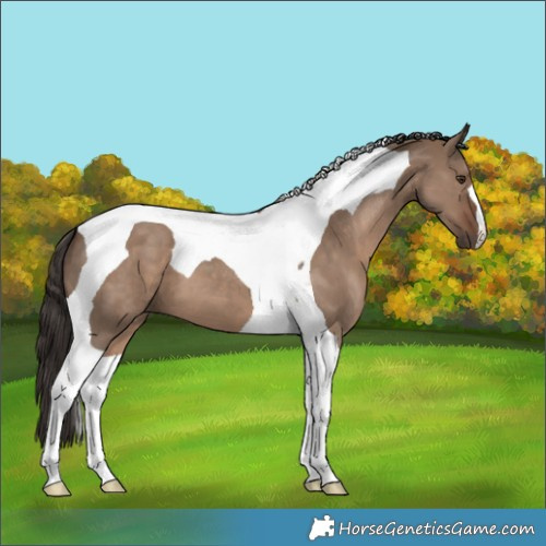 Horse Color:Liver Red Dun Tobiano 