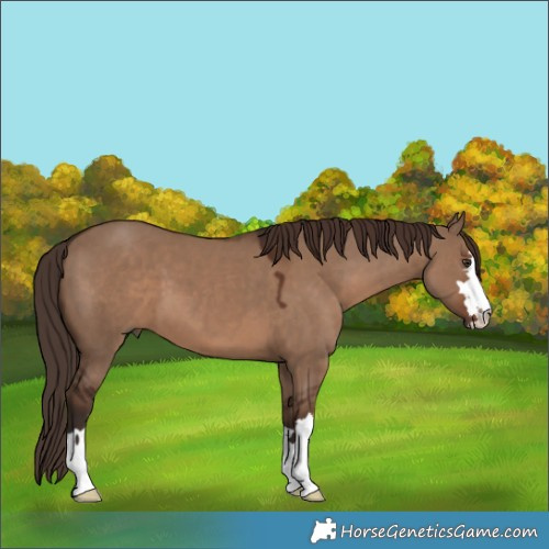 Horse Color:Liver Red Dun 