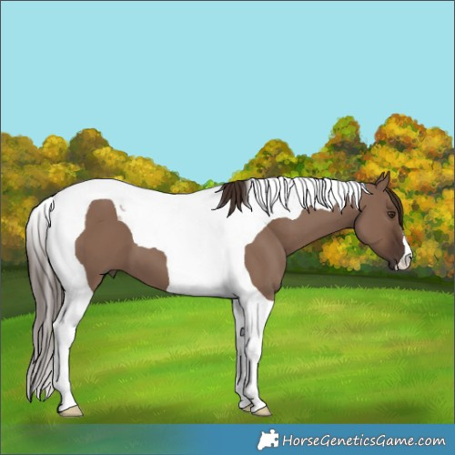 Horse Color:Liver Red Dun Tobiano 