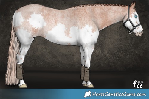 Horse Color:Red Roan Splash Rabicano 