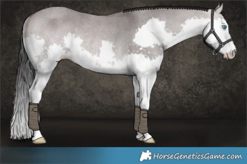 Horse Color:Platinum Bay Dun Splash Rabicano 