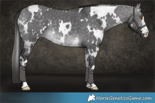Horse Color:Platinum White Spotted Buckskin Dun 