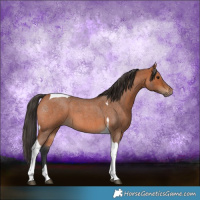 Horse Color:Bay Roan Tobiano