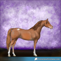 Horse Color:Chestnut Appaloosa 