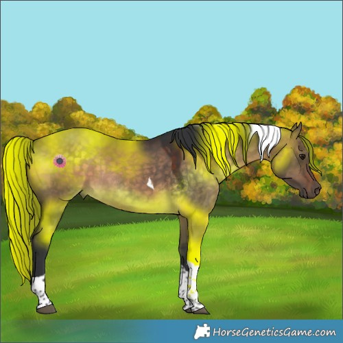 Horse Color:Brown Dun Tobiano Rabicano 