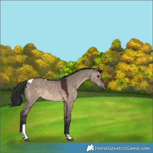Horse Color:Brown Dun Tobiano Rabicano 