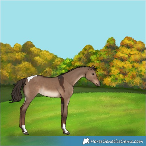 Horse Color:Liver Red Dun Tobiano Rabicano 