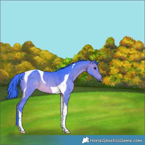 Horse Color:Watercolor Brown Dun Tobiano Rabicano 