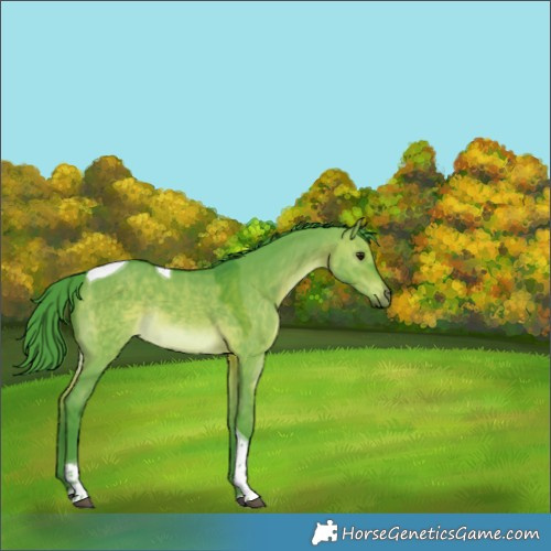 Horse Color:Watercolor Brown Dun Tobiano Rabicano 