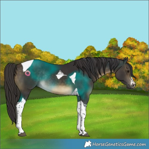 Horse Color:Buckskin Tobiano Rabicano 