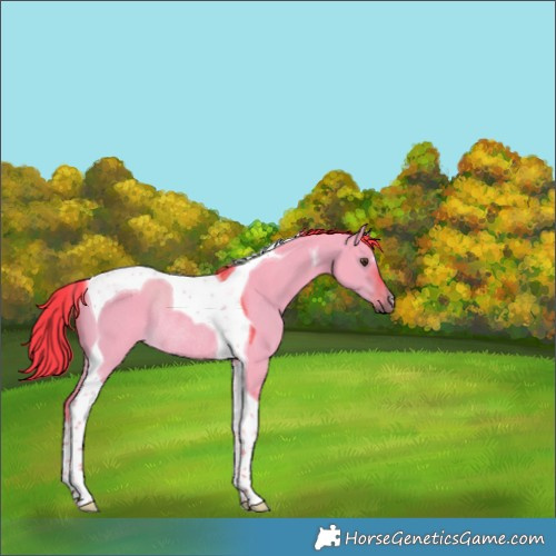 Horse Color:Watercolor Liver Red Dun Tobiano Rabicano 