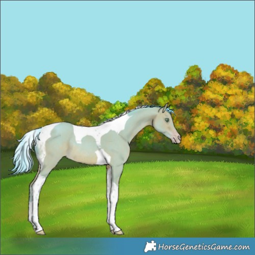 Horse Color:Watercolor Sable Champagne Tobiano Rabicano 