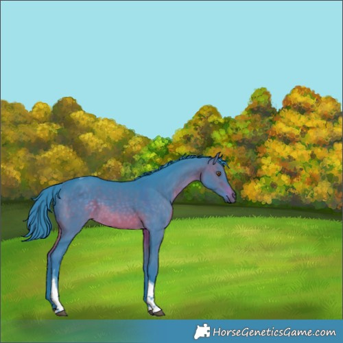 Horse Color:Watercolor Brown Dun Tobiano Rabicano 