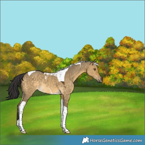 Horse Color:Buckskin Dun Tobiano Rabicano 
