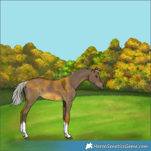 Horse Color:Silver Brown Dun Tobiano Rabicano 