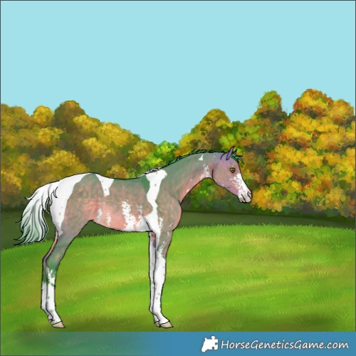 Horse Color:Watercolor Buckskin Dun Sabino Tobiano Rabicano 