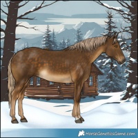 Horse Color:Chocolate Palomino