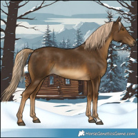 Horse Color:Chocolate Palomino 
