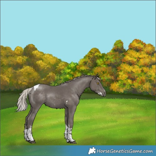 Horse Color:Silver Black Sabino Tobiano Rabicano 