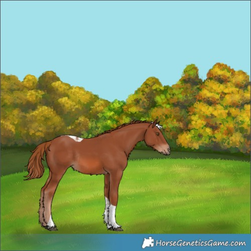 Horse Color:Chestnut Tobiano Rabicano 
