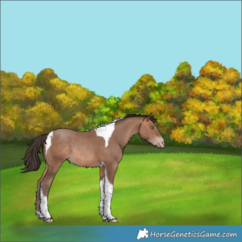 Horse Color:Amber Champagne Tobiano Rabicano 