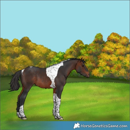 Horse Color:Bay Tobiano Rabicano 