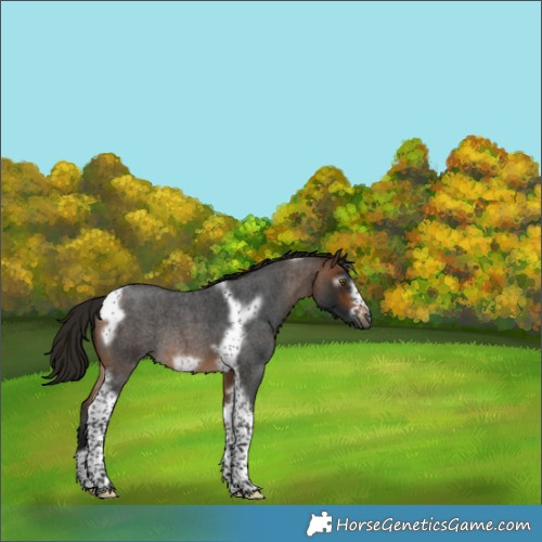 Horse Color:Gray Buckskin Roan Tobiano Frame Rabicano 