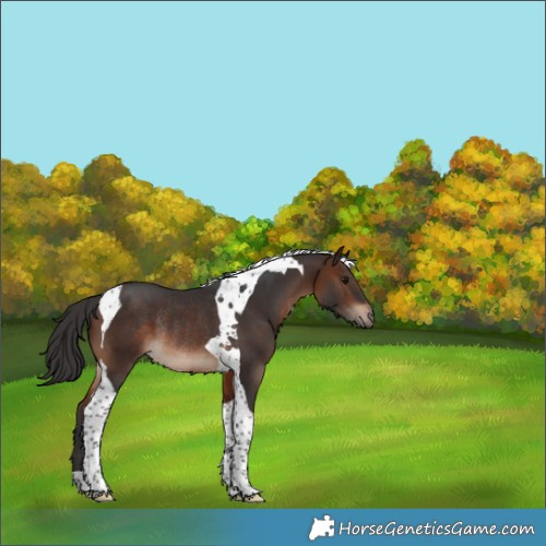 Horse Color:Brown Tobiano Rabicano 