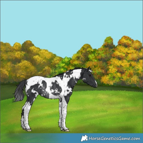Horse Color:White Spotted Black Tobiano Rabicano 