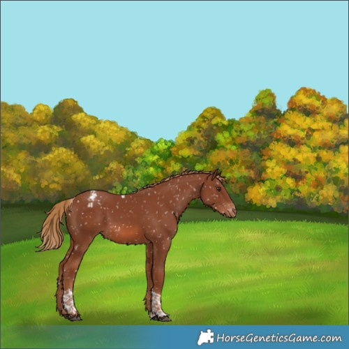 Horse Color:Chestnut Tobiano Snowflake Varnish Rabicano 