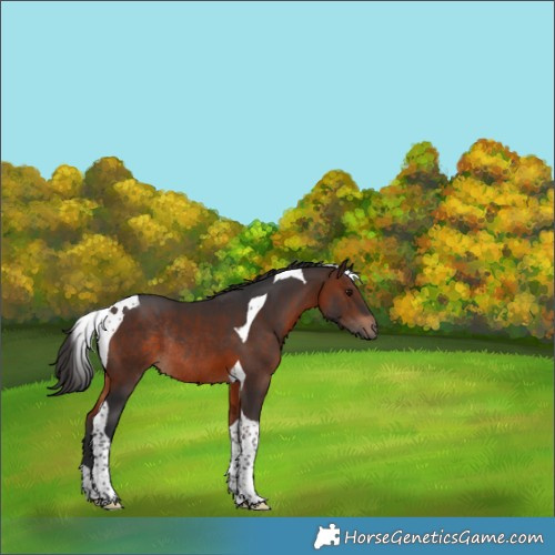 Horse Color:Brown Tobiano Rabicano 