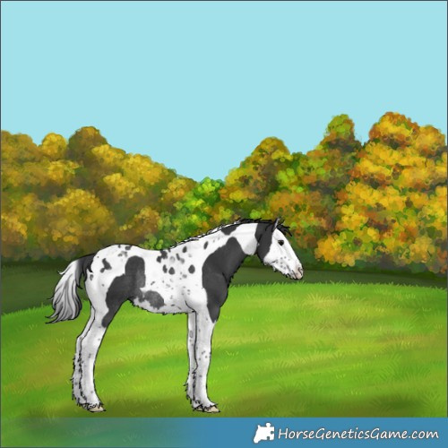 Horse Color:Black Splash Tobiano Rabicano 