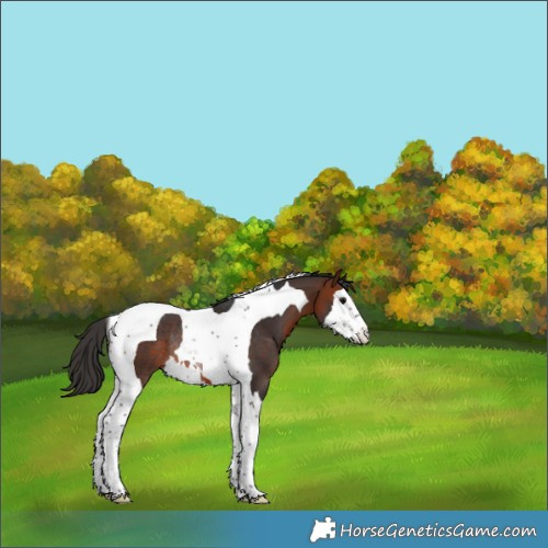 Horse Color:Bay Splash Tobiano Rabicano 