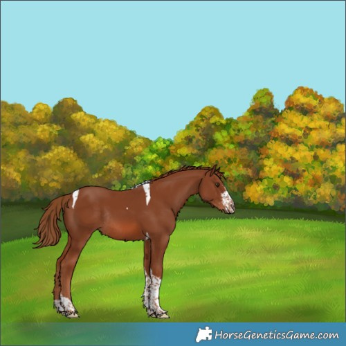 Horse Color:Chestnut Sabino Tobiano Rabicano 