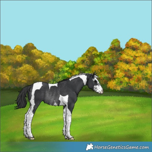 Horse Color:Black Sabino Tobiano Rabicano 