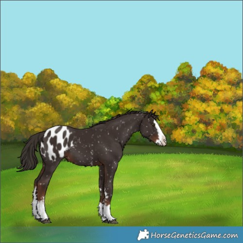Horse Color:Liver Chestnut Sabino Splash Appaloosa 