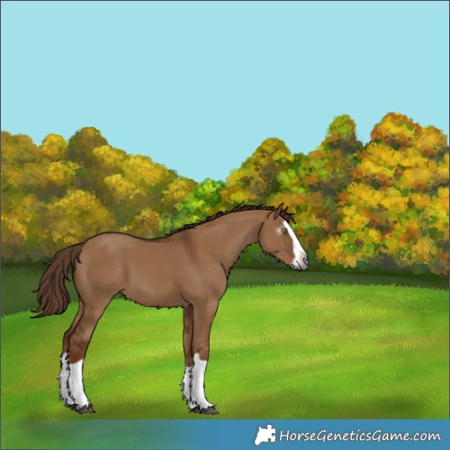 Horse Color:Gray Red Dun Splash 
