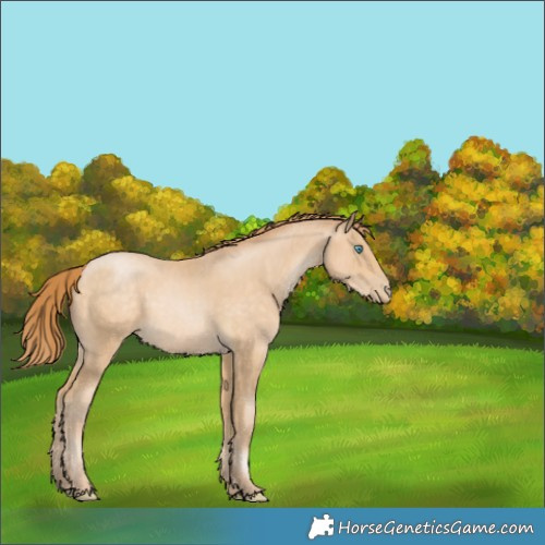 Horse Color:Buckskin Pearl 