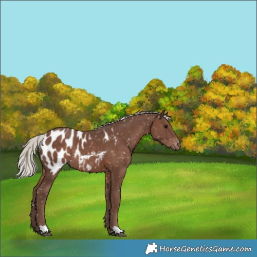 Horse Color:Silver Black Appaloosa Rabicano 
