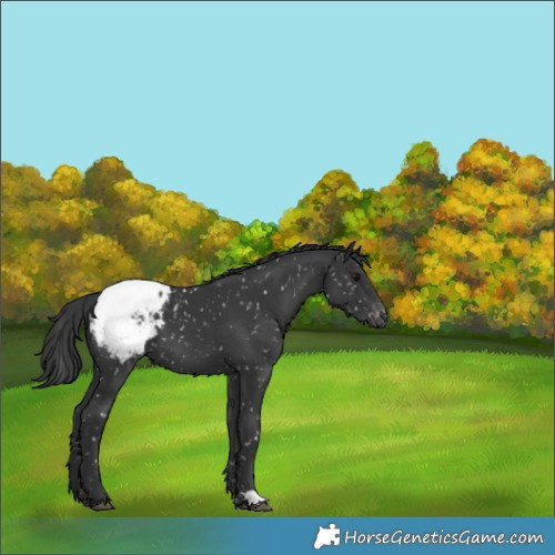 Horse Color:Black Appaloosa 