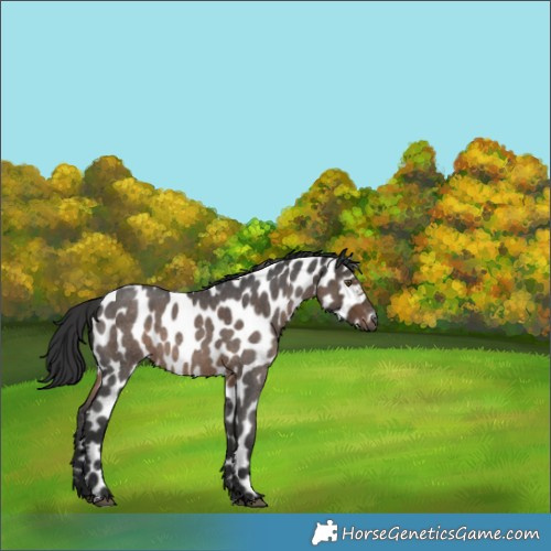 Horse Color:Gray Liver Red Roan Appaloosa Rabicano 
