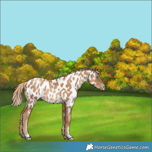 Horse Color:Gray Palomino Pearl Near Leopard 