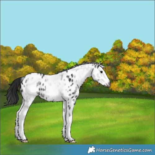 Horse Color:Gray White Spotted Black Splash Appaloosa Rabicano 