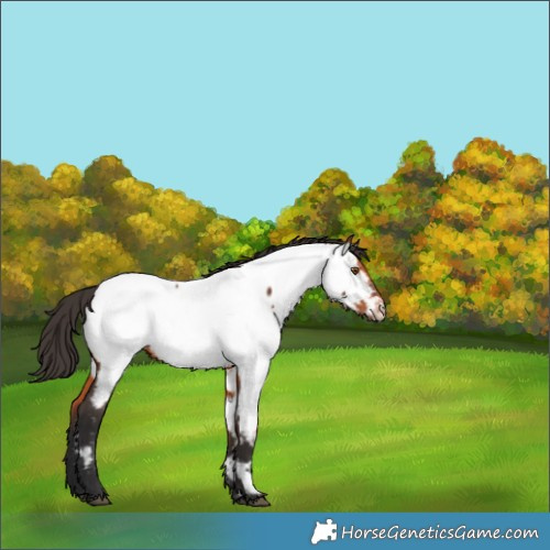 Horse Color:Bay Appaloosa Rabicano 