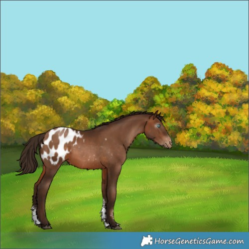 Horse Color:Gray Brown Pearl Sabino Appaloosa Rabicano 