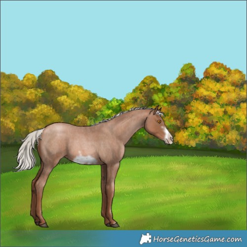 Horse Color:Silver Blue Roan Pearl Frame 